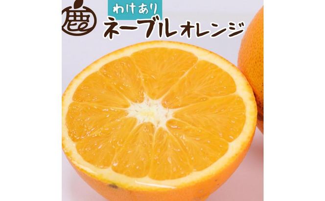 ＜2月より発送＞家庭用 ネーブルオレンジ5kg+150g（傷み補償分）【訳あり・わけあり】【光センサー選別】【IKE42】 303446_BB97375