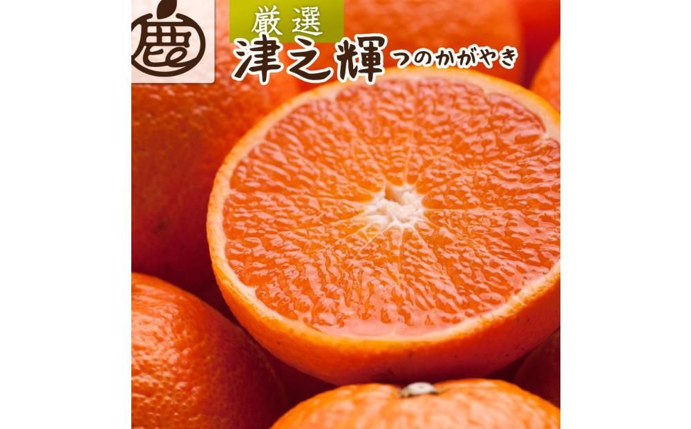 [先行予約]厳選 津之輝1kg+250g(傷み補償分)[つのかがやき][せとかに似た柑橘][光センサー選果][IKE55] 303446_BB97378