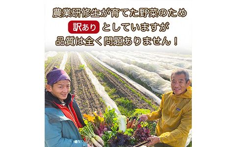 かたもとオーガニックファームの農業研修生が無農薬・自然栽培で育てたお野菜セット 8～10品目 ≪産地直送 朝採れ 新鮮 京野菜 京都府 亀岡産 ≫