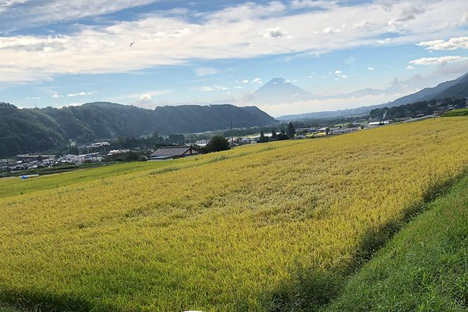 米 令和8年 つぶら野米 コシヒカリ 白米3kg 玄米3kg 計6kg [つぶら野米 山梨県 韮崎市 20743372] こめ コメ お米 白米 精米 玄米 こしひかり