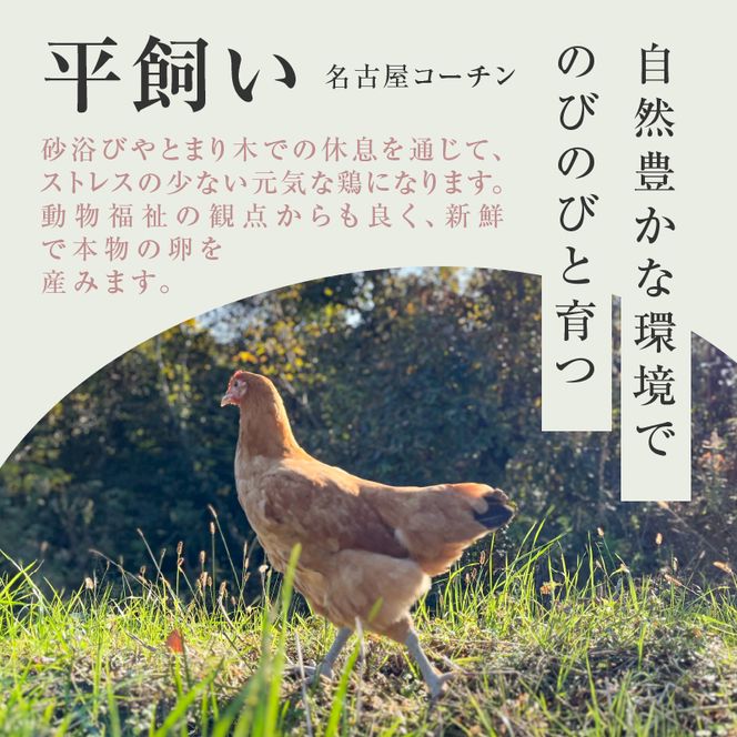 【医師監修】野菜を食べて育った平飼いの卵「名古屋コーチン ベジたま」（30個入り）［154T01］