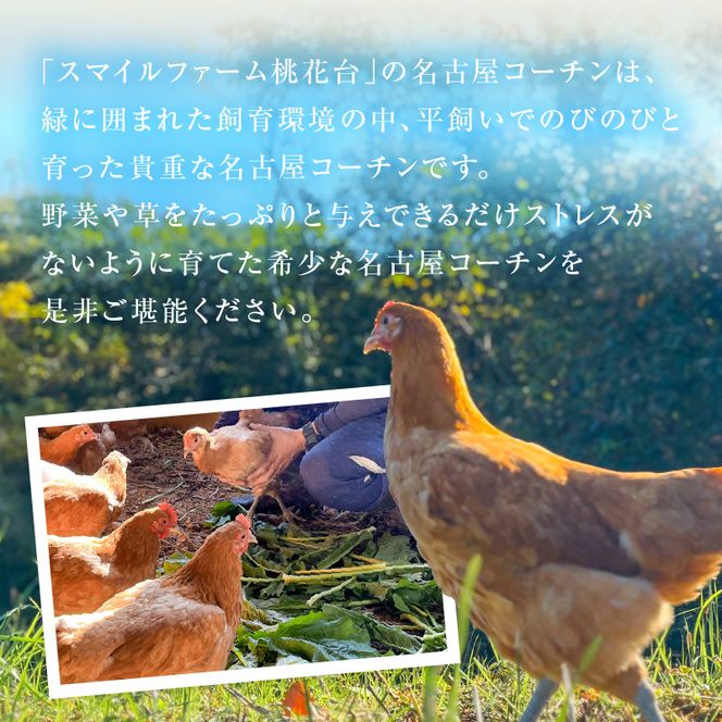 『スマイルファーム桃花台』名古屋コーチン肉 １羽分セット［154T04］名古屋コーチン １羽分 セット 2パック 肉 鳥 鶏 地鶏 鶏肉 日本三大地鶏 国産鶏肉 むね肉 もも肉 ササミ 生肉 焼肉