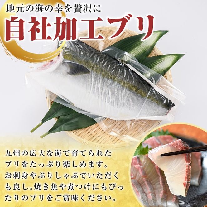 鮮度抜群！自社加工ブリ(片身分・1～1.5kg) ブリ 鰤 魚貝 魚介 海産物 刺身 焼き魚 煮つけ 真空パック【さるがく水産】akn028-24