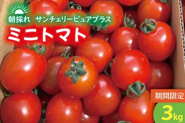 KAM-8　【先行予約】朝採れ　サンチェリーピュアプラス　ミニトマト　３Kg