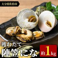 ＜お試し用＞陣笠にな (約1kg) 魚介 貝 にな ニナ 酒蒸し 網焼き バター焼き バーベキュー 獲れたて 冷蔵 海の直売所 大分県 佐伯市【AS125】【海べ (株)】