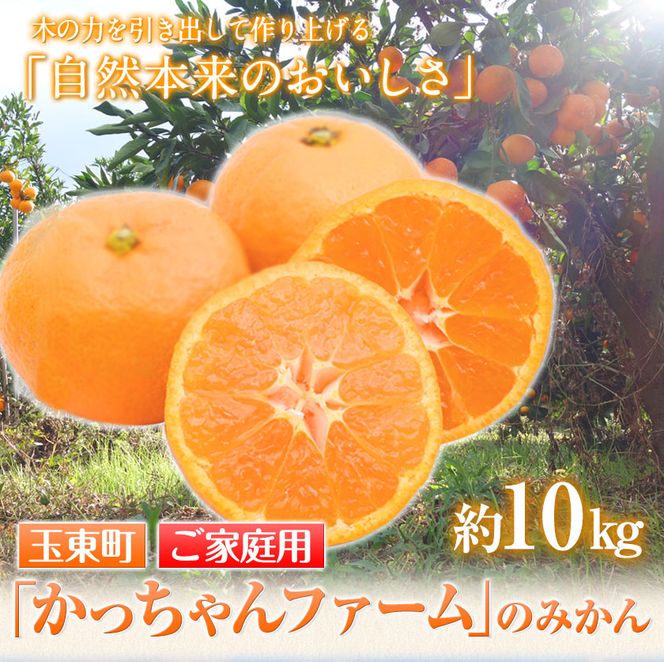 ご家庭用『かっちゃんファーム』のご家庭用みかん★ 約10kg【2S-2Lサイズ(大小サイズ混合)】《1月上旬-1月末頃出荷予定》 自然本来のおいしさ！---sg_kmkn2s2l_ac1_25_10000_10kg---