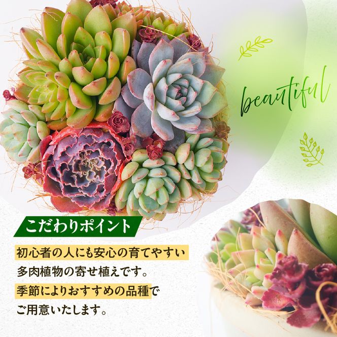 【佳花園】多肉植物のオリジナル寄せ植え［156K04］