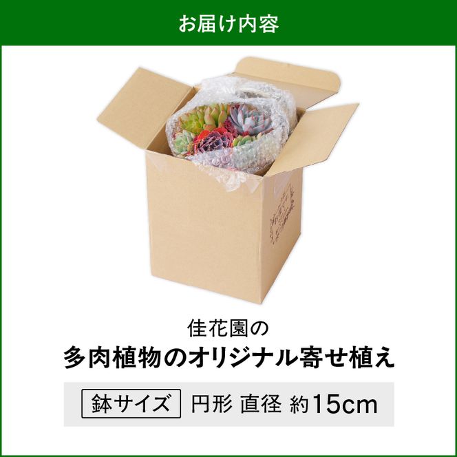 【佳花園】多肉植物のオリジナル寄せ植え［156K04］