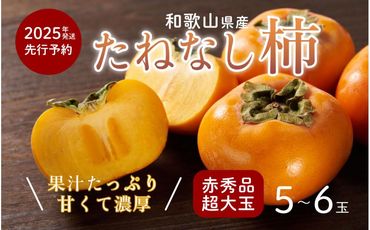 柿 種無し 赤秀品 超大玉 1.8kg 5～6個 【先行予約】【2025年9月下旬頃から発送】【KG4】 303446_XM90004