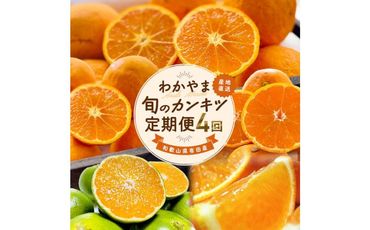 [家庭用 訳あり]わかやま旬のカンキツ定期便[S] 全4回 3・5・9・11月発送[MS95] 303446_XD90246