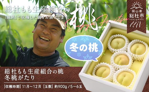 白桃「冬桃がたり」岡山県総社もも生産組合【2024年産先行予約】24-030-028