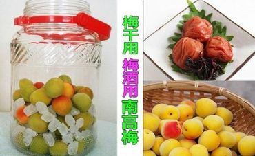 【梅干・梅酒用】（3Lまたは2L－2Kg）熟南高梅＜2025年6月上旬～7月7日発送予定＞フルーツ 果物 くだもの 食品 人気 おすすめ 送料無料【ART06】 303446_XL04