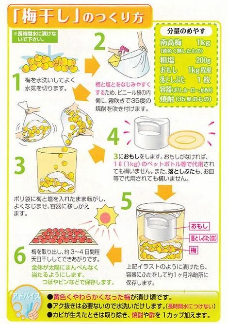 【梅干・梅酒用】（3Lまたは2L－2Kg）熟南高梅＜2025年6月上旬～7月7日発送予定＞フルーツ 果物 くだもの 食品 人気 おすすめ 送料無料【ART06】 303446_XL04