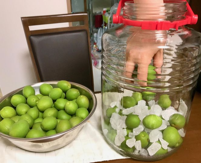 ［梅干・梅酒用］（3Lまたは2L－10Kg）熟南高梅＜2026年6月上旬～7月7日発送予定＞フルーツ 果物 くだもの 食品 人気 おすすめ 送料無料［ART05］ 303446_XL05