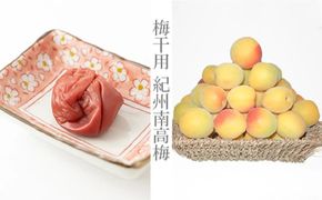 ［梅干・梅酒用］（2LまたはL－2Kg）熟南高梅＜2026年6月上旬～7月7日発送予定＞フルーツ 果物 くだもの 食品 人気 おすすめ 送料無料［ART04］ 303446_XL06