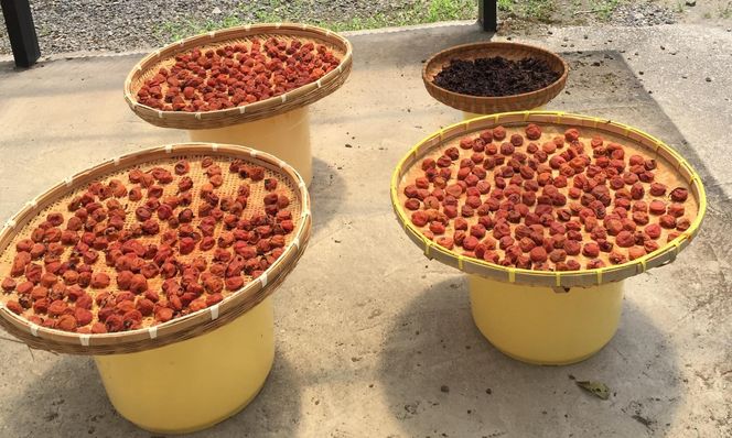 ［梅干・梅酒用］（2LまたはL－2Kg）熟南高梅＜2026年6月上旬～7月7日発送予定＞フルーツ 果物 くだもの 食品 人気 おすすめ 送料無料［ART04］ 303446_XL06