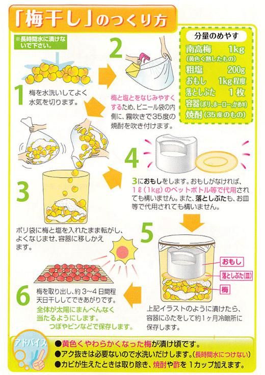 【梅干・梅酒用】（2LまたはL－10Kg）熟南高梅＜2025年6月上旬～7月7日発送予定＞フルーツ 果物 くだもの 食品 人気 おすすめ 送料無料【ART03】 303446_XL07