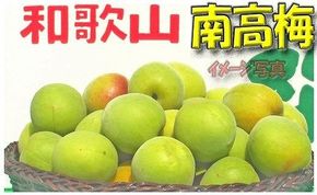 【梅干・梅酒用】（LまたはM－2Kg）熟南高梅＜2025年6月上旬～7月7日発送予定＞フルーツ 果物 くだもの 食品 人気 おすすめ 送料無料【ART07】 303446_XL08