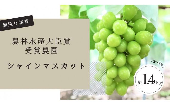 【先行予約2025年8月頃発送】大府市産　シャインマスカット1.4kg(2～3房入） 232238_CT001