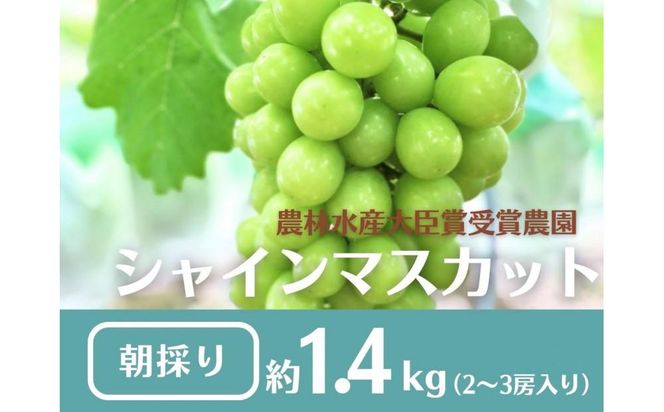 【先行予約2025年8月頃発送】大府市産　シャインマスカット1.4kg(2～3房入） 232238_CT001