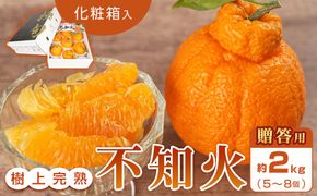 【贈答用化粧箱入】 不知火 樹上完熟 約2kg （5～8個入）【2026年2月下旬頃～3月下旬頃発送】【KG10】 303446_XM90010