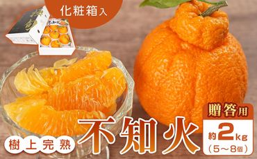 【贈答用化粧箱入】 不知火 樹上完熟 約2kg （5～8個入）【2025年2月中旬頃から発送】【KG10】 303446_XM90010