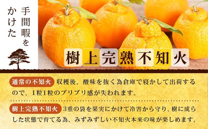 【贈答用化粧箱入】 不知火 樹上完熟 約2kg （5～8個入）【2026年2月下旬頃～3月下旬頃発送】【KG10】 303446_XM90010
