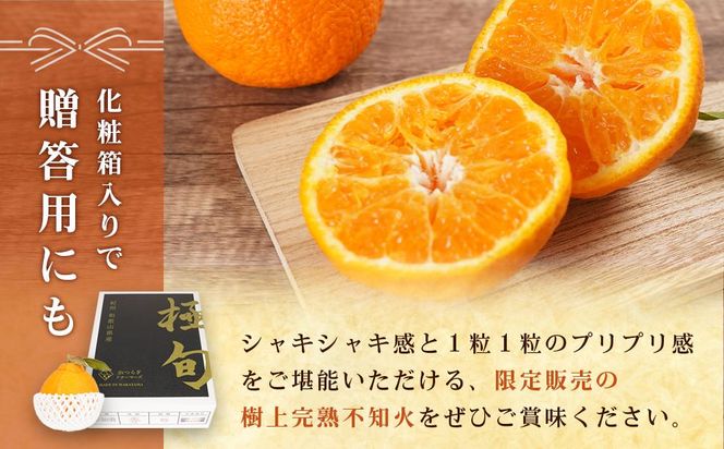 【贈答用化粧箱入】 不知火 樹上完熟 約2kg （5～8個入）【2026年2月下旬頃～3月下旬頃発送】【KG10】 303446_XM90010