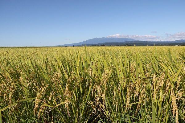 JAあまるめ 庄内産特別栽培米使用 杵つき丸もち 個包装 1kg×10袋【367-046C】