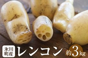 レンコン 約3kg 熊本県氷川町産 道の駅竜北《11月下旬-3月末頃出荷》 蓮根 根菜 きんぴら 熊本県氷川町---sh_cmitiren_cf113_r7_13500_3kg---
