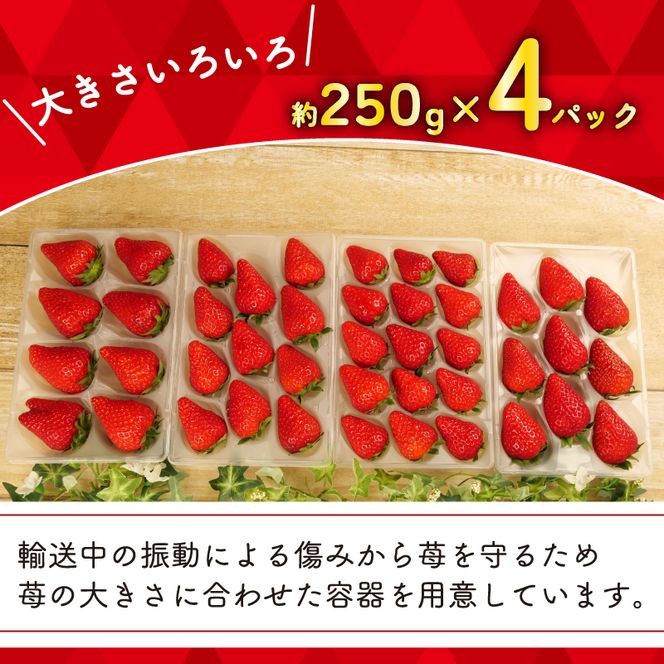 【先行予約 : 2025年1月～2025年2月発送予定 】 いちご きらぴ香 約1kg 約250g×4パック 朝どれ 完熟 苺 産地 直送 フレッシュ イチゴ 贈答 フルーツ 果物 国産 静岡県 藤枝市 ふるさと人気 ふるさとおすすめ ［PT0138-000004］