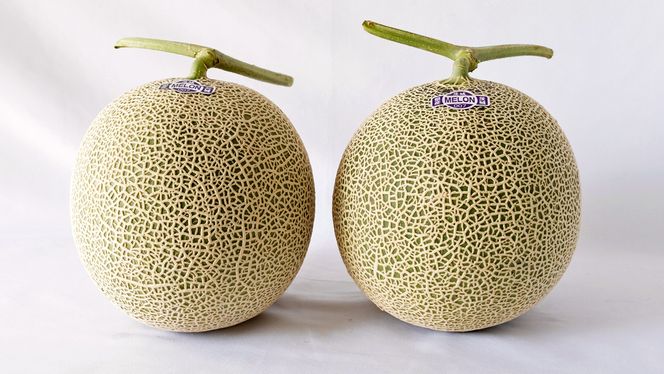 完熟 特大 アールスメロン １玉 2026年産 先行予約 メロン マスクメロン 青肉 果物 フルーツ 茨城県産 期間限定 数量限定 [AF087ci]