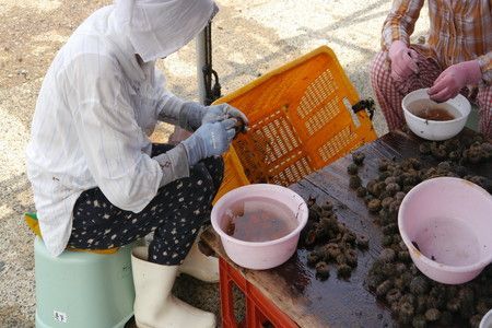 日本三大珍味の一つ！ 塩雲丹（汐うに）50g 2本セット UO01016