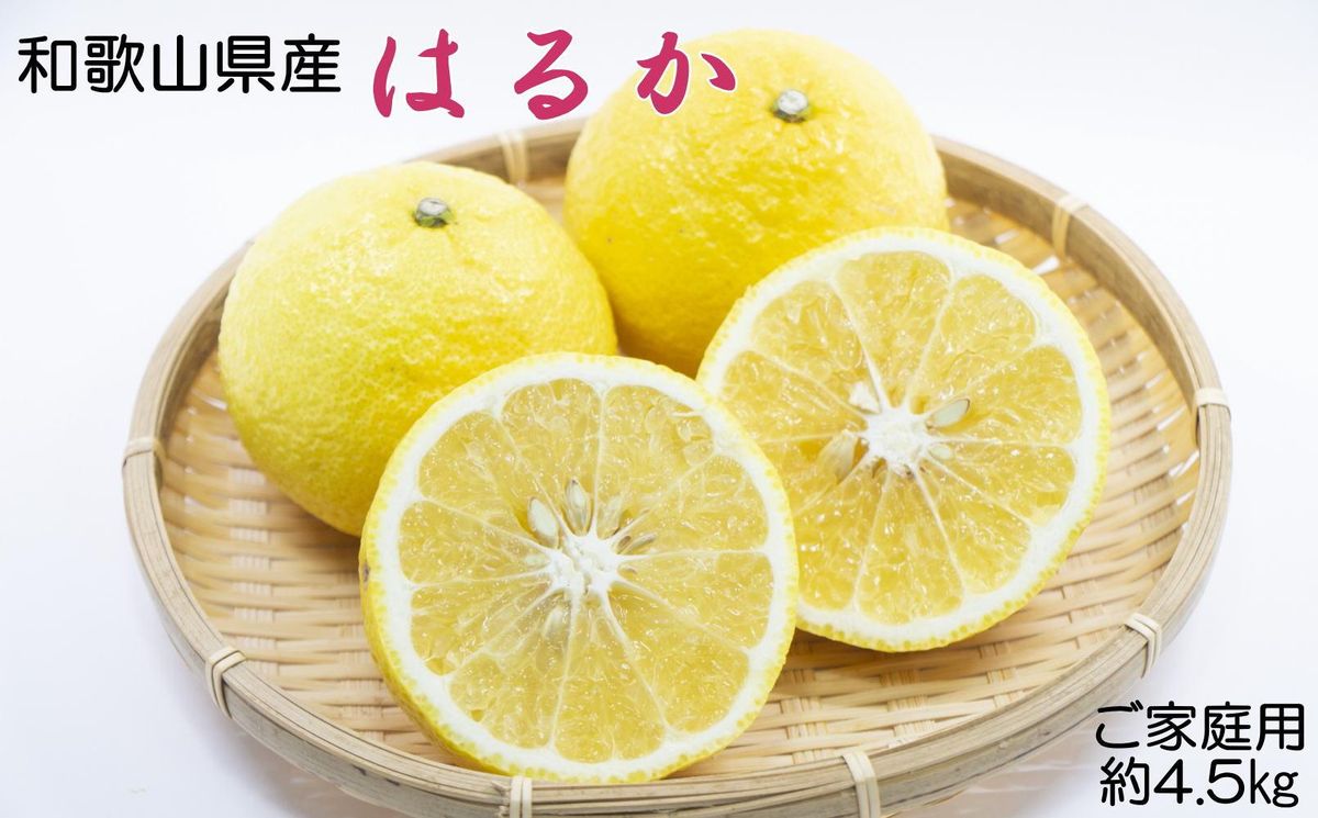 [さわやか柑橘]和歌山県産はるかみかん約4.5kg(サイズ混合 ご家庭用)★2026年2月下旬頃より順次発送[TM161] 303446_XH92222