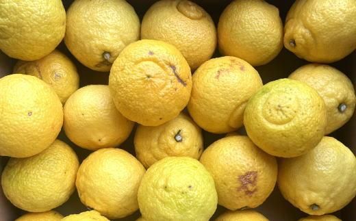 ［さわやか柑橘］和歌山県産はるかみかん約4.5kg（サイズ混合　ご家庭用）★2026年2月下旬頃より順次発送［TM161］ 303446_XH92222