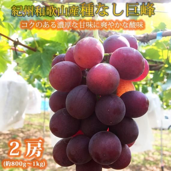 紀州和歌山産 の種なし巨峰ぶどう2房（約800g〜1kg）【UT121】 303446_XF91161