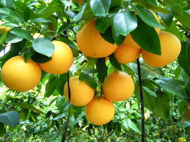 国産(美浜町産)グレープフルーツオーナー制度 ◆