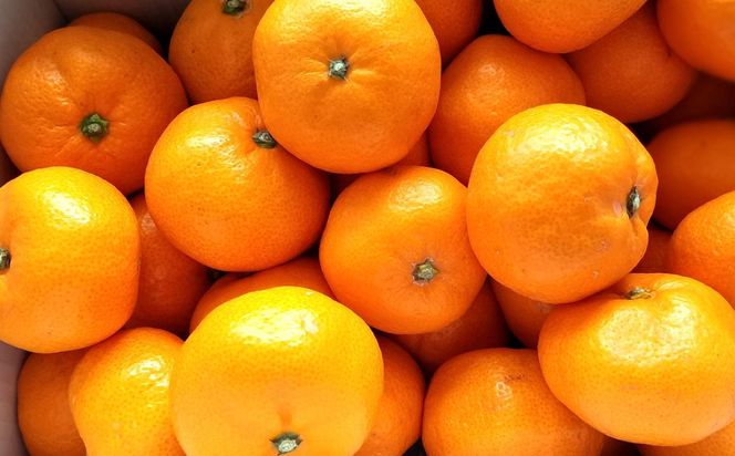 [秀品]和歌山有田みかん約5kg（S～Lサイズ混合）★2025年11月中旬頃より順次発送【TM95】 303446_XH92244