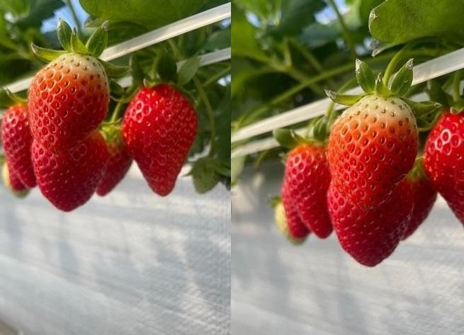 ym{szyʌznE݂ 2킨͂2025N12{` 232238_A011-PR