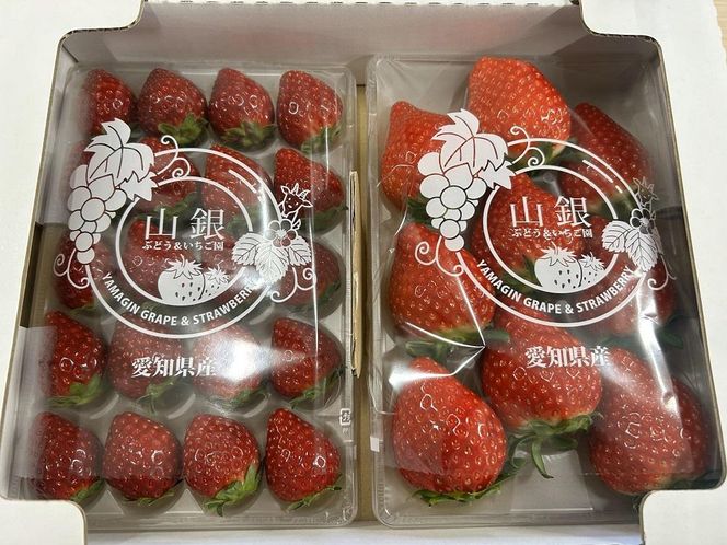【数量限定】完熟朝摘みいちご 2種お届け★2025年12月下旬～発送★ 232238_A011-PR