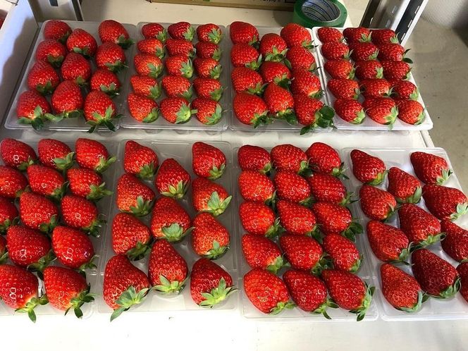 【数量限定】完熟朝摘みいちご 2種お届け★2025年12月下旬～発送★ 232238_A011-PR