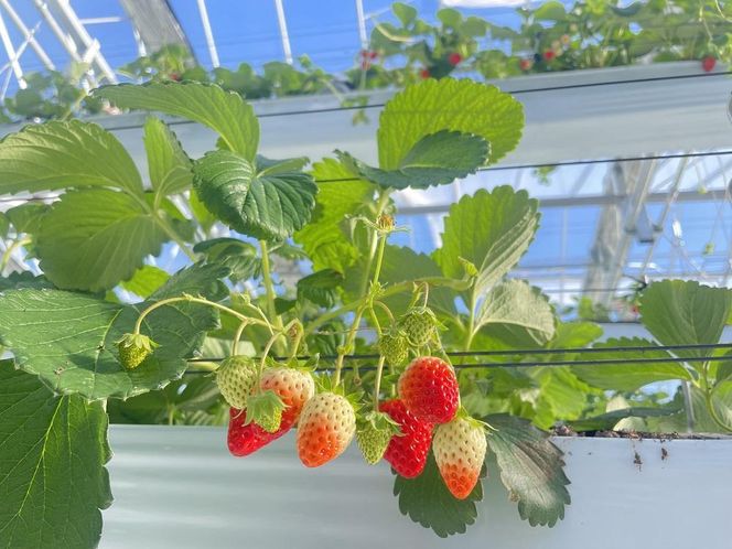 【数量限定】完熟朝摘みいちご 2種お届け★2025年12月下旬～発送★ 232238_A011-PR