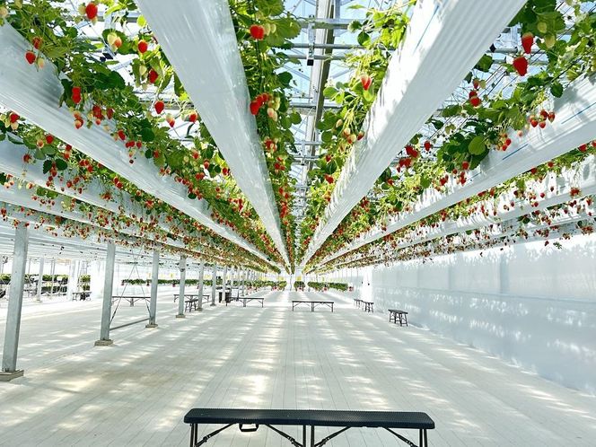 【数量限定】完熟朝摘みいちご 2種お届け★2025年12月下旬～発送★ 232238_A011-PR