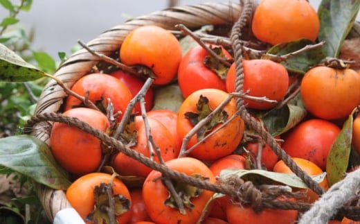 【業界誌 (料理通信) お宝食材コンテスト ベスト20選出】天然 酵母 柿酢 200ml×1本 + 300ml×1本 / 6年熟成 南島原市 / 中邨 [SAG001] 