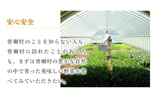 【定期便】2026年6月発送開始 野菜5種5品6ヶ月定期便 /// 奈良県 野菜 野菜セット 定期便 核家族 小さめセット 月1配送 予約 おすすめ 野菜定期便