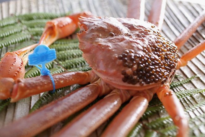 【訳あり！！タグ付きブランド】　茹で松葉かに　鮮度抜群、浜茹でにてお届け！！ 800g級（足1本落ち）×3杯 YK00435