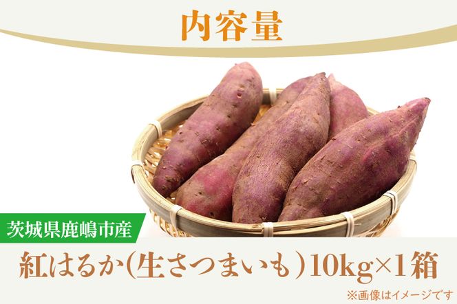 先行予約】【10月中旬～11月末発送品】【普通栽培】紅はるか_生