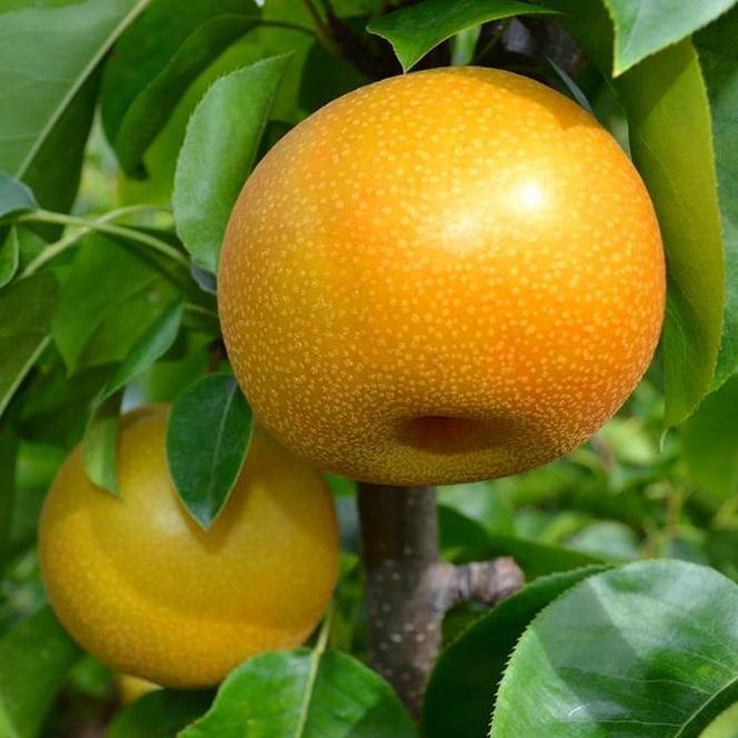 和歌山の樹上成熟梨 約2kg（6～8玉） ※2026年8月上旬～9月中旬頃発送予定| 先行予約 果物 フルーツ 甘い［MS103］ 303446_XD90262