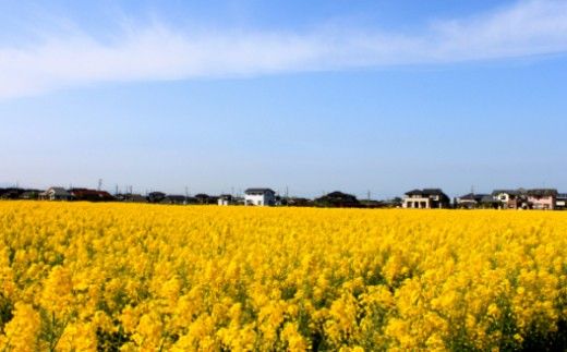 菜の花 一番搾り ドレッシング 3本《築上町》【農事組合法人　湊営農組合】 [ABAQ005]