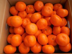 紀州有田みかん　秀品　約10kg　サイズおまかせ（Ｌ・M・S）いずれかお届け［SL43］ 303446_CG90025